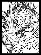 Porcupine Anfibi Igel Baum Einem Porcupines Bears Colouring Disegno Supercoloring sketch template