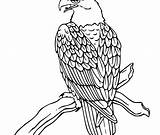 Eagle Bird Coloring Clipart Eagles Bald Pages Clip Realistic Printable Drawing Line Falcon Anchor Globe Perched Branch Vector Color Birds sketch template