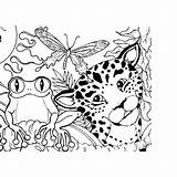 Coloring Rainforest Animals Pages Forest Jungle Animal Amazon Plants Rain Sheets Kids Scene Color Books Adult Theme Colouring Printable Children sketch template