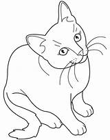 Coloring Pages Cat Animal sketch template