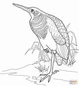 Bittern Coloring Pages Drawing Vectors Paper Categories sketch template