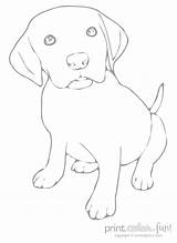 Labrador Coloring Pages Puppy Getcolorings Retriever sketch template