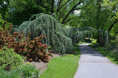 provide space  weeping blue atlas cedar  grows  hugh