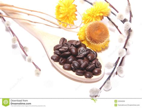 Coffee Grains Flowers And Branches Of Pussy Wil Stock