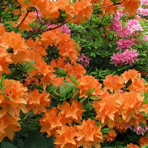 orange azalea japanese evergreen shrub hardy garden plant  pot ebay