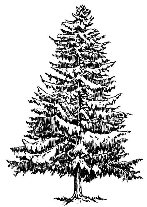 coloring page fir tree  winter  printable coloring pages img
