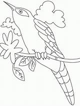 Coloring Cuckoo Bird Sky Looking Pages Popular Coloringhome sketch template