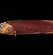 Afbeeldingsresultaten voor "xenodermichthys Copei". Grootte: 176 x 185. Bron: fishesofaustralia.net.au