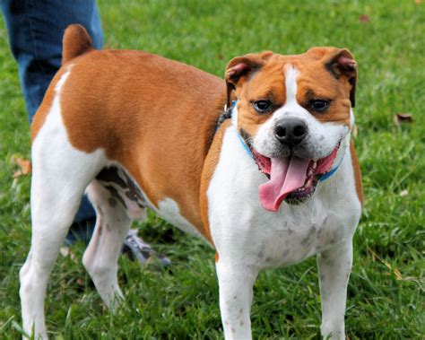 boxer beagle mix aka boggle dog breed info characteristics