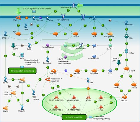 immune response  cell receptor signaling pathway pathway map