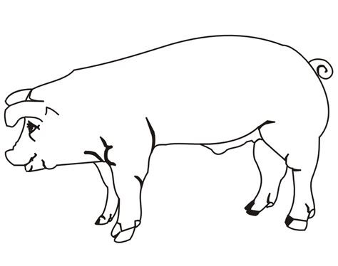 pigs coloring pages coloring home