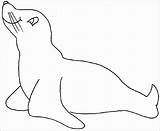 Anjing Mewarnai Laut Otarie Zeehond Phoque Kleurplaten Kleurplaat Knutselen Hitam Putih Sketsa Coloringbay Leeuw Tekening Untuk sketch template