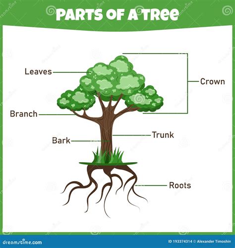 learning parts   tree education worksheet stock vector illustration  nature roots