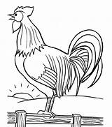 Coloring Farm Rooster Animal Pages Crowing Morning Printable Print 1414 88kb Drawings Chicken sketch template