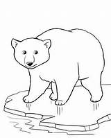 Ijsbeer Bears Animais Hiver Kleurplaat Kleurplaten Urso Polo Norte Polaire Gethighit Ours Imprimirdesenhos Artigo Bricolage Activité Getdrawings 출처 sketch template
