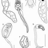 Larval Trematodes sketch template