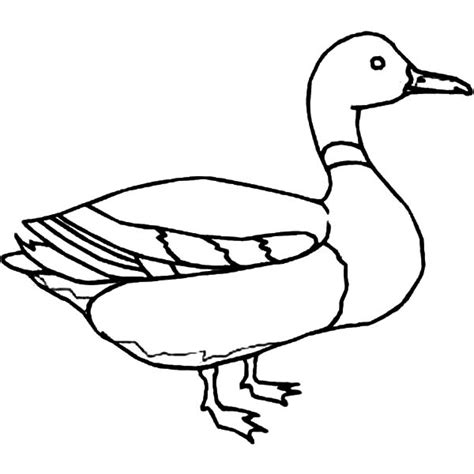 mallard duck outline coloring pages color luna