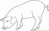 Pig Eating Coloring Coloringpages101 Pages Color sketch template