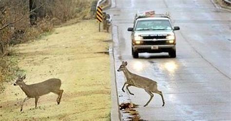 The One Thing You Should Do If You Hit A Deer The Dodo