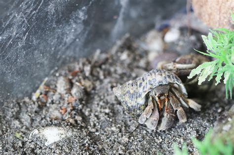 maintain humidity   pet hermit crab habitat  steps