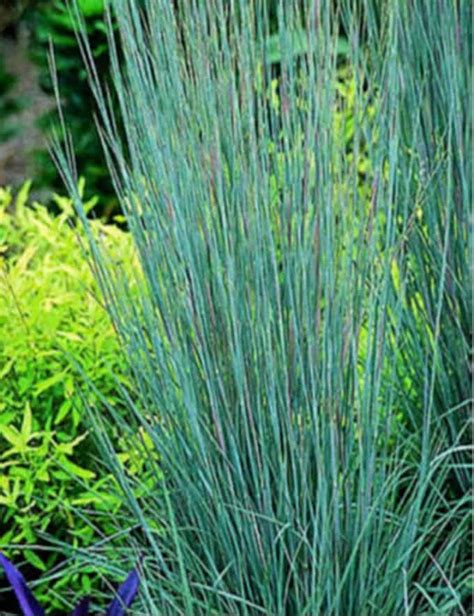 cimarron  bluestem johnston seed company