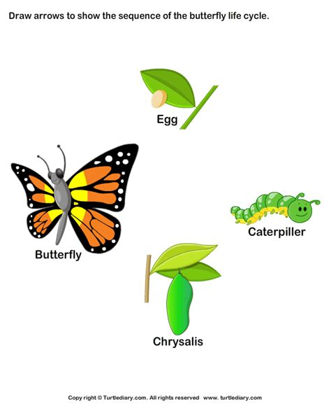 pin  meenakshi  evs butterfly life cycle life cycles butterfly