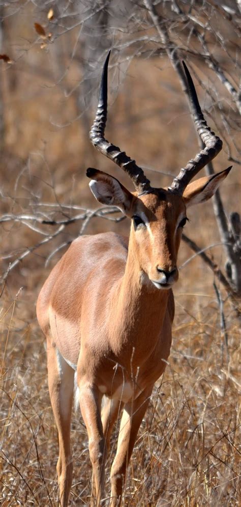 photo   impala  wild animals