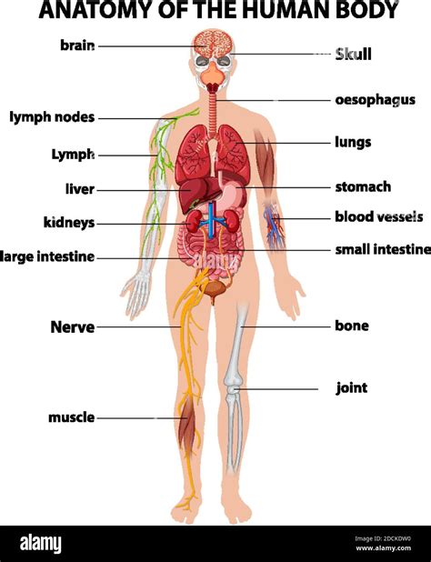 illustration de linfographie sur lanatomie du corps humain image
