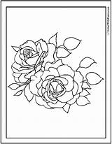 Coloring Rose Pages Roses Two Printable Leaves Pdf Colorwithfuzzy sketch template