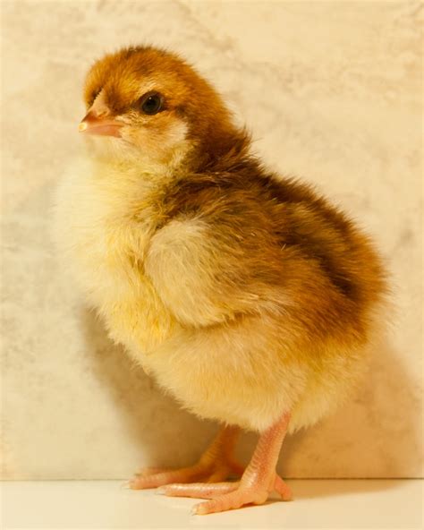 speckled sussex chicken breed guide   chickens