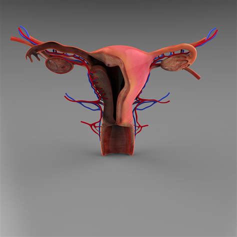 Female Reproductive 3d Model