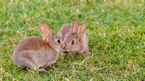 neutering  rabbit reduce aggression vetspets