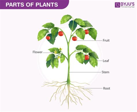 biology  plants parts  plants diagram  functions
