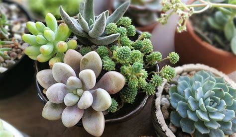 succulent plants types care tips  benefits