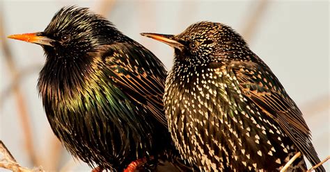 European Starling The Bard’s Bird The New York Times