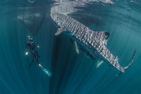6 000 Feet Under Whale Sharks Deepest Dives Detected Live Science