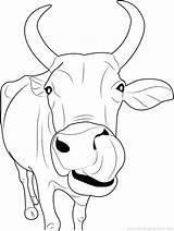 Coloring Pages Heifer Getcolorings Color Cow sketch template