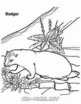 Badger sketch template