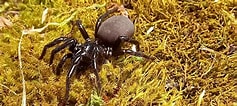 Image result for "corycaeus Robustus". Size: 237 x 106. Source: theinsectory.com.au