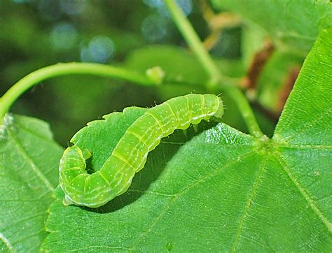 gruene raupe foto bild natur schmetterling tiere bilder auf