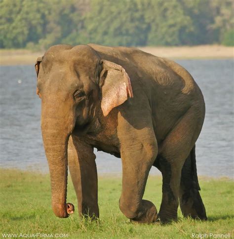 Elephant And Wildlife Safaris Minneriya National Park Sri Lanka