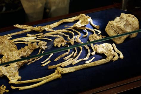 rare human ancestor skeleton   million years