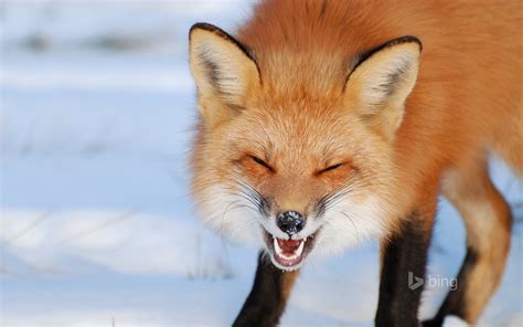 fox  iles de boucherville national park  montreal canada full hd