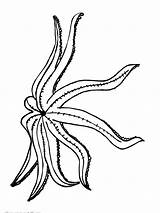 Starfish Gaddynippercrayons sketch template