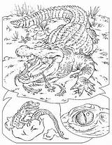 Krokodil Crocodile Crocodiles sketch template