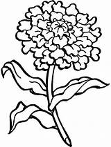 Marigold Coloring Carnation Flower Pages Drawing Flowers Printable Color Clipart Buttercup Colouring Kids Print Getdrawings Clip Step Adult Clipartmag Blooming sketch template