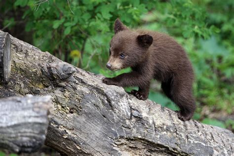 abandoned black bear cub    southeastern manitoba