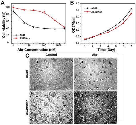 establishment  abraxane resistant nsclc cell    aabr  scientific