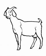 Goat sketch template