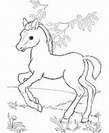 Horse Coloring Pages Cute Color Spirit Printable Lego Friends Disney Baby Print Pinto Detailed Horses Sketch Cimarron Stallion Getdrawings Pretty sketch template